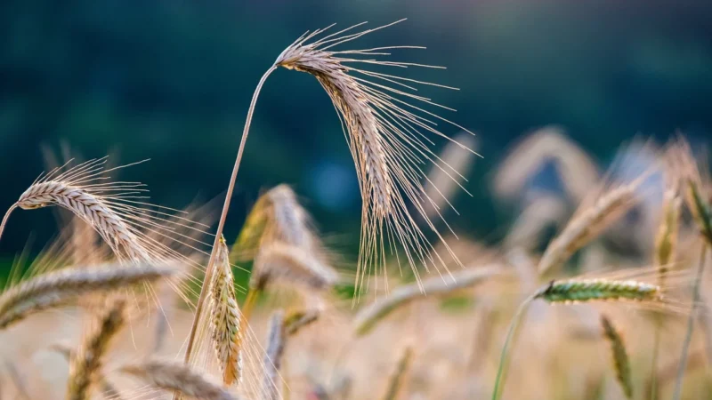 French crop zakola: jak poprosić fryzjera i jak stylizować na co dzień?